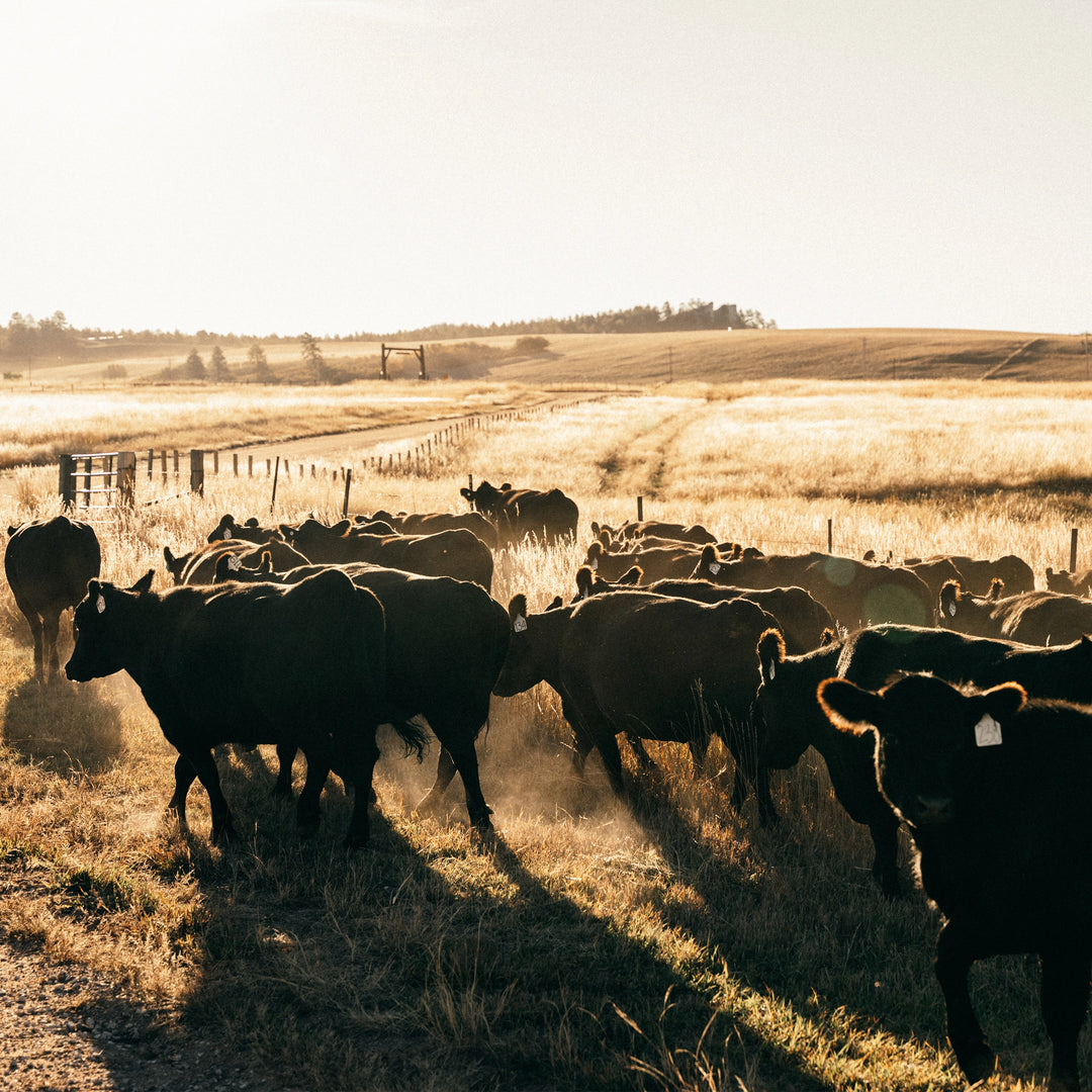 Revitalizing Pastures: A Lesson from the Summer of 2023 and the Role of AG-Gear's Stockyard Shirt