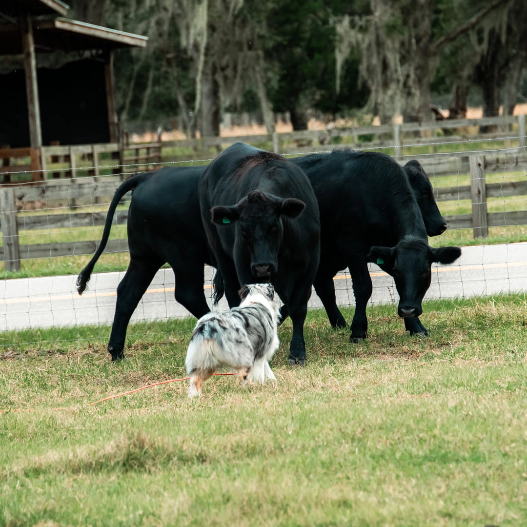 Canine Companions in Action: The Indispensable Role of Stock Dogs in Cattle Handling and the AG-Gear Stockyard Shirt
