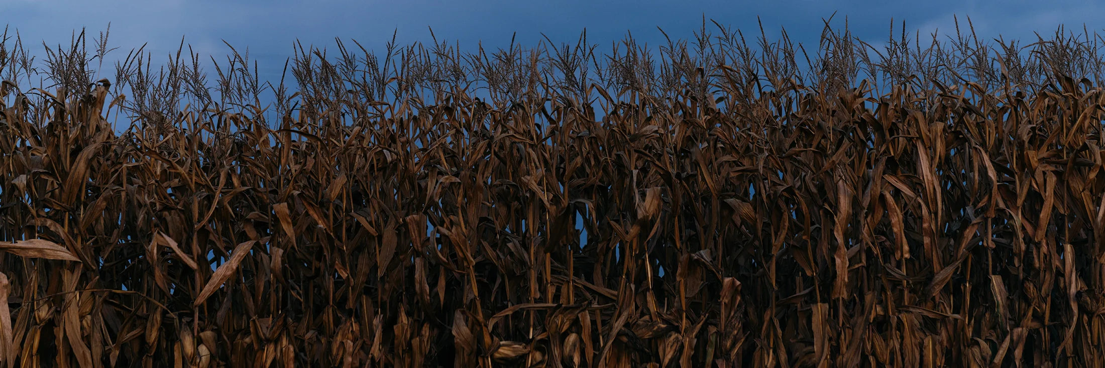 Harvest Hues