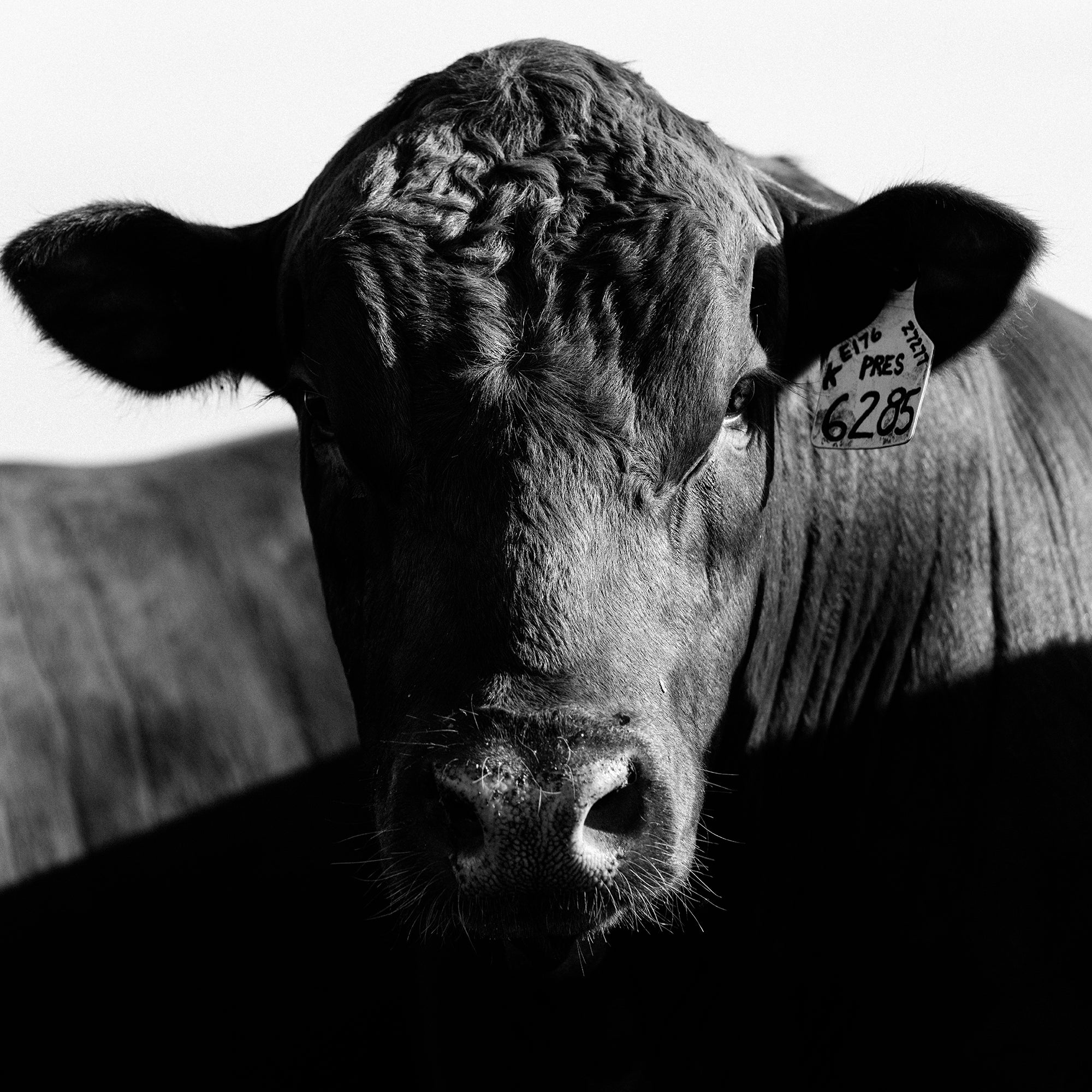 farming ranching AG farm shirt ranch shirt cattle cow beef